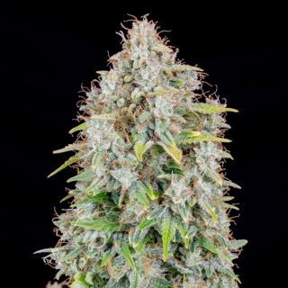 Auto Cinderella  1 u. fem. FastBuds Seeds