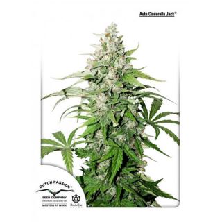 10791 - Auto Cinderella Jack 1 u. fem. Dutch Passion