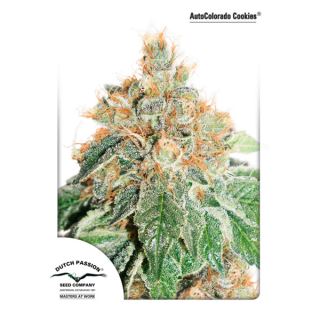 10792 - Auto Colorado Cookies 1 u. fem. Dutch Passion