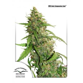 Auto Compassion Lime CBD  1 u. fem. Dutch Passion