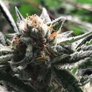 16389 - Auto Condor 1 u. fem R-Kiem Seeds