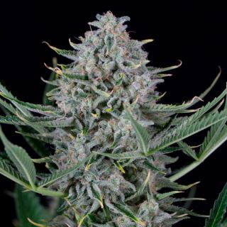 9300 - Auto Cookies  1 u. fem. Dinafem