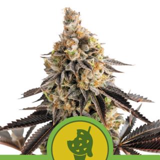 15873 - Auto Cookies Gelato  1 u. fem. Royal Queen