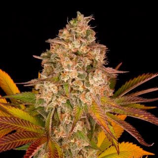 19237 - Auto Cookies Kush 1 u. fem. Barney's