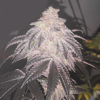 15771 - Auto Cookies Sherbet   10 ud Medical Seeds