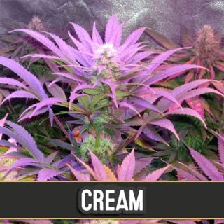 Auto Cream 3 u. fem. Blimburn Seeds