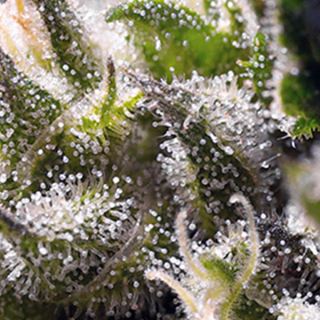 PRO15 - Auto Cream Caramel   3+1 u. fem. Sweet Seeds