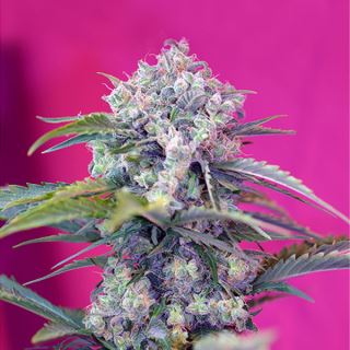 PRO17 - Auto Cream Mandarine   3+1 u. fem. Sweet Seeds