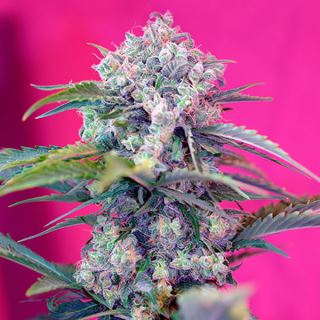 Auto Cream Mandarine  25 u. fem. Granel Profesionales Sweet Seeds