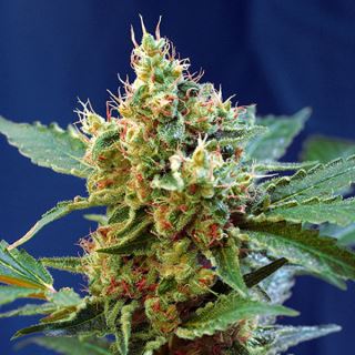 PR109 - Auto Cream Mandarine XL   3+1 u. fem. Sweet Seeds