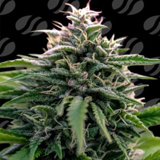 25129 - Auto CreamZilla  3 u. fem. Original Sensible