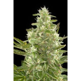 CPA3 - Auto Critical +  3 u. fem. Dinafem