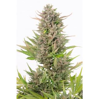 Auto Critical + CBD  5 u. fem. Dinafem