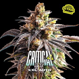 25589 - Auto Critical +2 XXL -  4 u. fem BSF Seeds