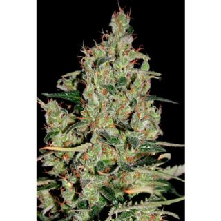 ACSM - Auto Critical 5 u. fem. Seedmakers