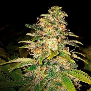 Auto Critical Blue  1 u. fem. Expert Seeds