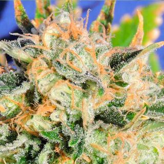 ACD03 - Auto Critical Diesel  3 u. fem. Original Sensible