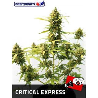 CE3P - Auto Critical Express  3 u. fem. Positronics Seeds