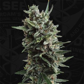 Auto Critical Hog  2 u. fem. T.H. Seeds