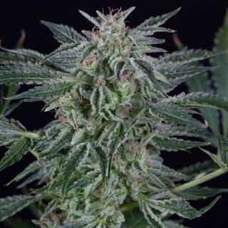 15657 - Auto Critical Jack  3 ud Silent Seeds