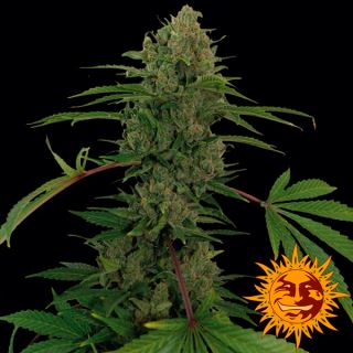 5647 - Auto Critical Kush 3 u. fem. Barney's