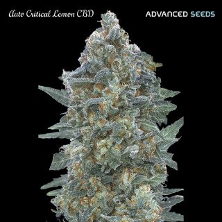 Auto Critical Lemon CBD   1 u. fem. Advanced Seeds