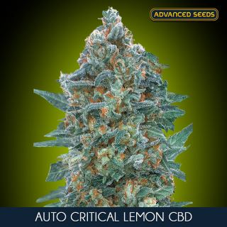 13183 - Auto Critical Lemon CBD  10 + 3 u. fem. Advanced Seeds