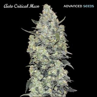 8122 - Auto Critical Mass   1 u. fem. Advanced Seeds