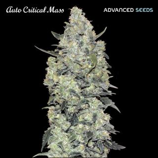 17138 - Auto Critical Mass   5 + 2 u. fem. Advanced Seeds