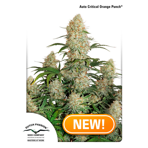 Auto Critical Orange Punch 1 u. fem. Dutch Passion Auto Critical Orange Punch 1 u. fem. Dutch Passion