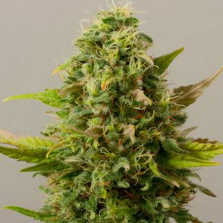 Auto Critical Ryder   3 u. fem. Black Skull Seeds