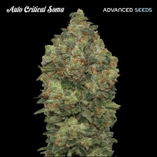 Auto Critical Soma  1 u. fem. Advanced Seeds