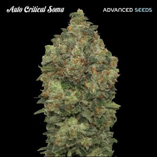 6256 - Auto Critical Soma  1 u. fem. Advanced Seeds