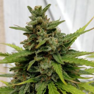 AUCX - Auto Critical X-Line  5 u. fem. Female Seeds