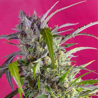 Auto Crystal Candy   3+1 u. fem. Sweet Seeds