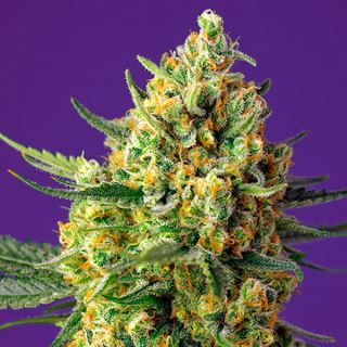 11558 - Auto Crystal Candy XL   3+1 u. fem. Sweet Seeds