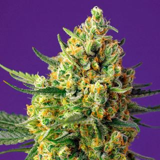 Auto Crystal Candy XL  25 u. fem. Granel Profesionales Sweet Seeds