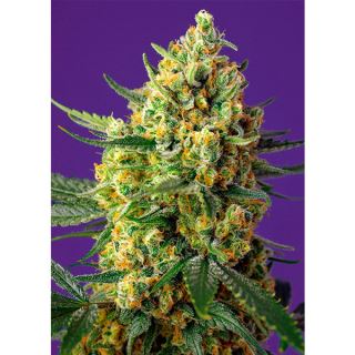 13546 - Auto Crystal Candy XL 100 u. fem. Granel Profesionales Sweet Seeds