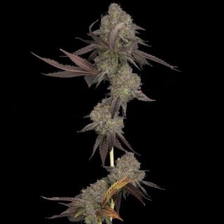 21360 - Auto DNA Cake  5 u. fem. DNA Genetics