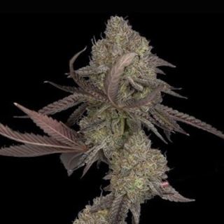 Auto DNA Cake 3 u. fem. DNA Genetics