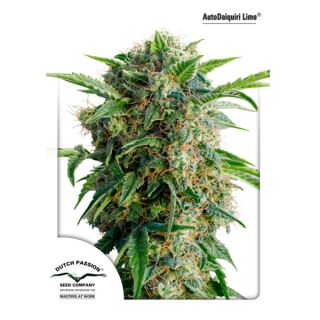 Auto Daiquiri Lime 1 u. fem. Dutch Passion