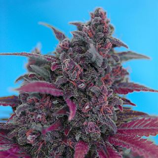 Auto Dark Devil   3+1 u. fem. Sweet Seeds