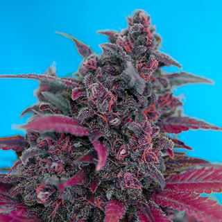 Auto Dark Devil  25 u. fem. Granel Profesionales Sweet Seeds