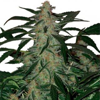 ADB1R - Auto Deimos 1 u. Blister x 10 reg. Buddha Seeds