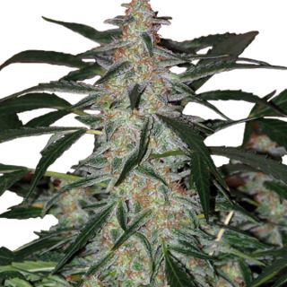 Auto Deimos 3 u. fem. Buddha Seeds