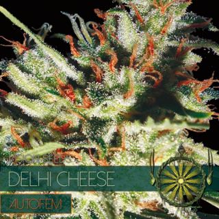 Auto Delhi Cheese 3 u. fem. Vision Seeds