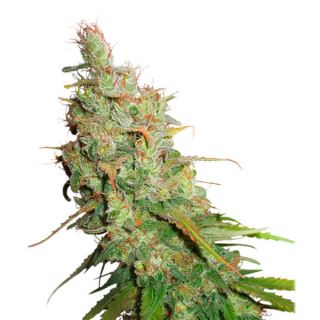 8034 - Auto Desfran 7 u. fem. Dutch Passion