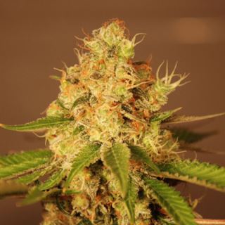 15746 - Auto Diesel 5u. G13 Labs