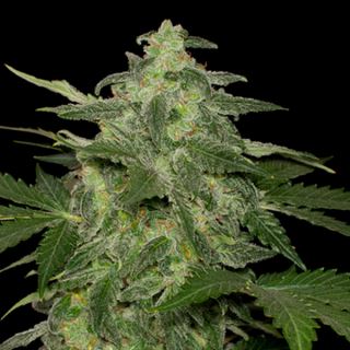 10184 - Auto Diesel-Matic   3 u. fem. Black Skull Seeds