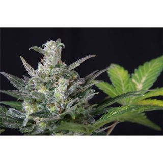 DR3 - Auto Diesel Ryder  3 u. fem. Seedsman